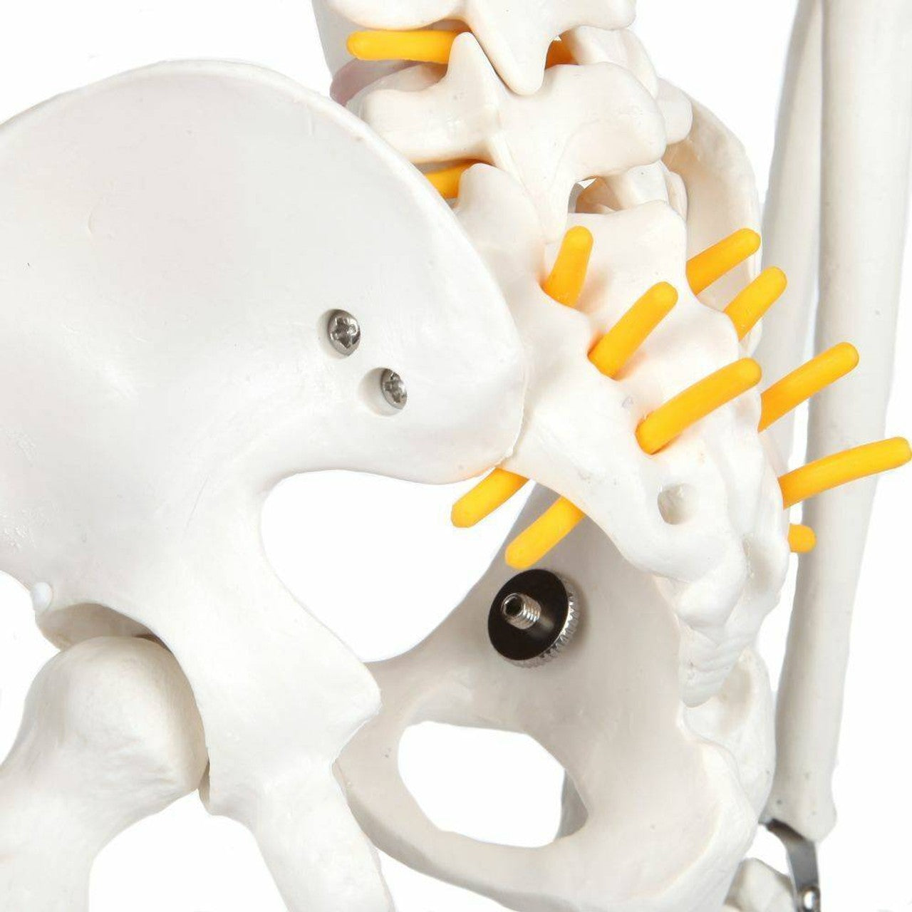 The Anatomy Lab-A-106772 Essential Flexible Mini 35" Skeleton, 1/ea