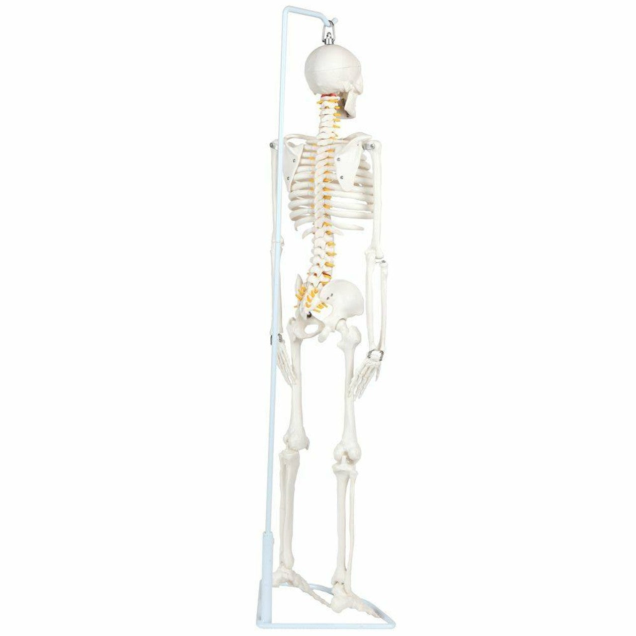 The Anatomy Lab-A-106772 Essential Flexible Mini 35" Skeleton, 1/ea