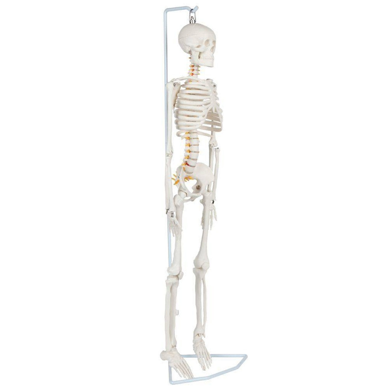 The Anatomy Lab-A-106772 Essential Flexible Mini 35" Skeleton, 1/ea