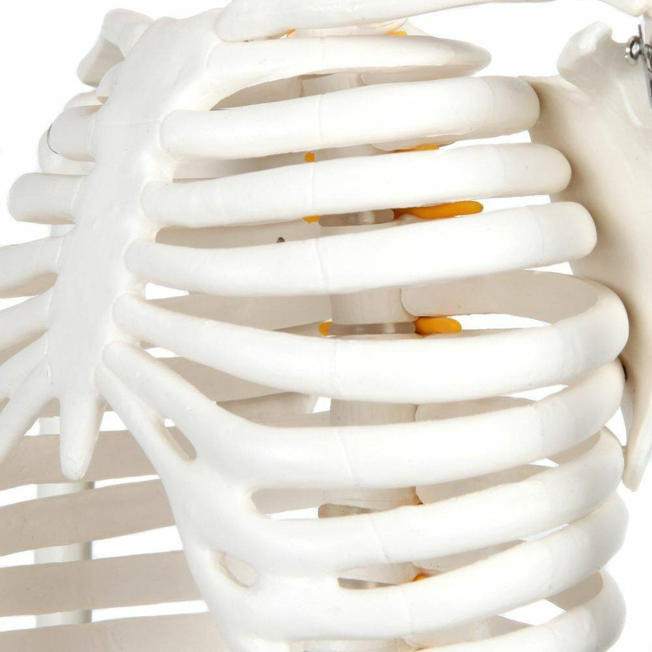 The Anatomy Lab-A-106772 Essential Flexible Mini 35" Skeleton, 1/ea