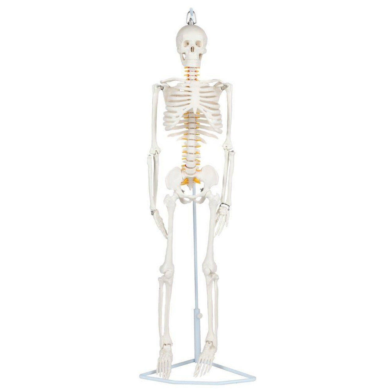 The Anatomy Lab-A-106772 Essential Flexible Mini 35" Skeleton, 1/ea