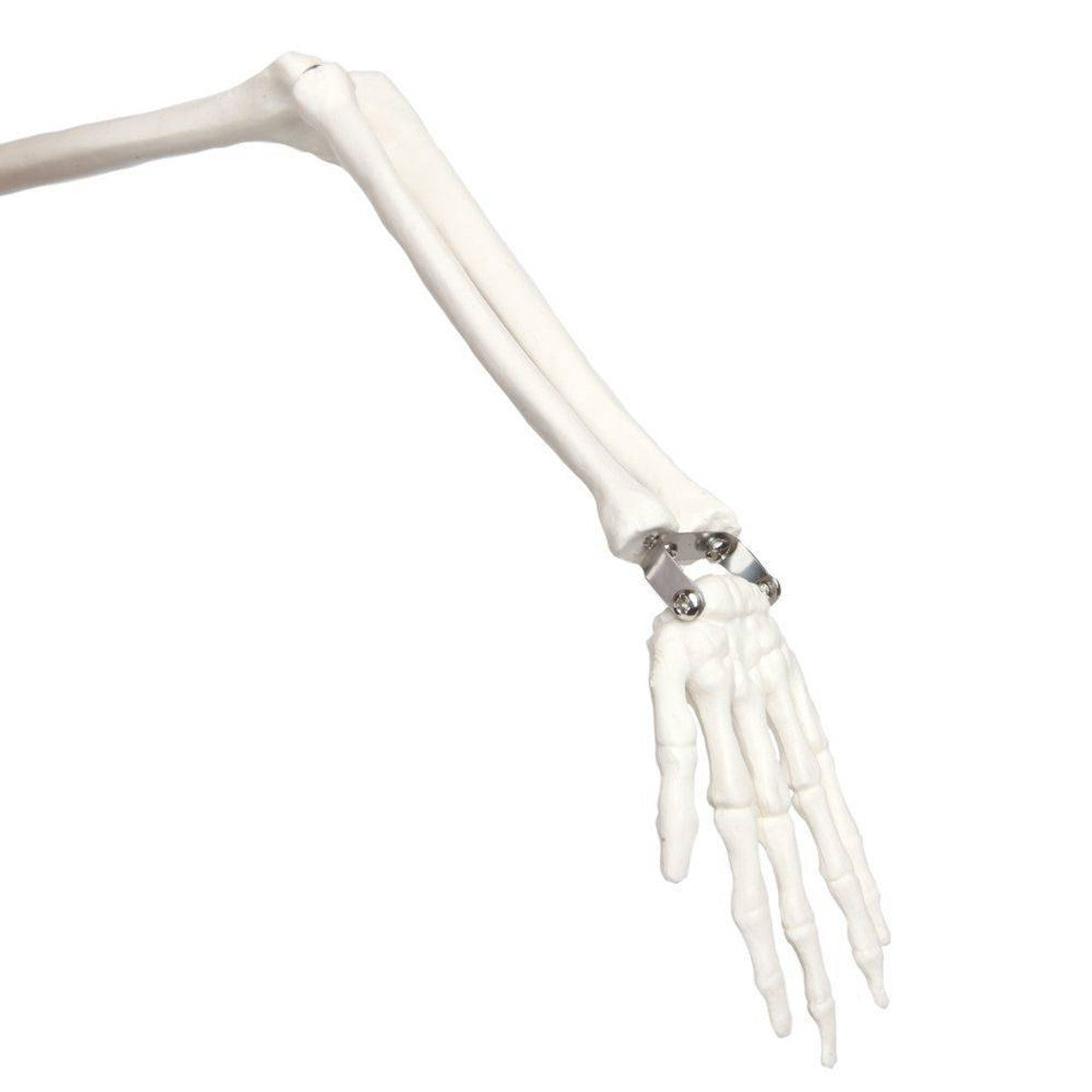 The Anatomy Lab-A-106772 Essential Flexible Mini 35" Skeleton, 1/ea