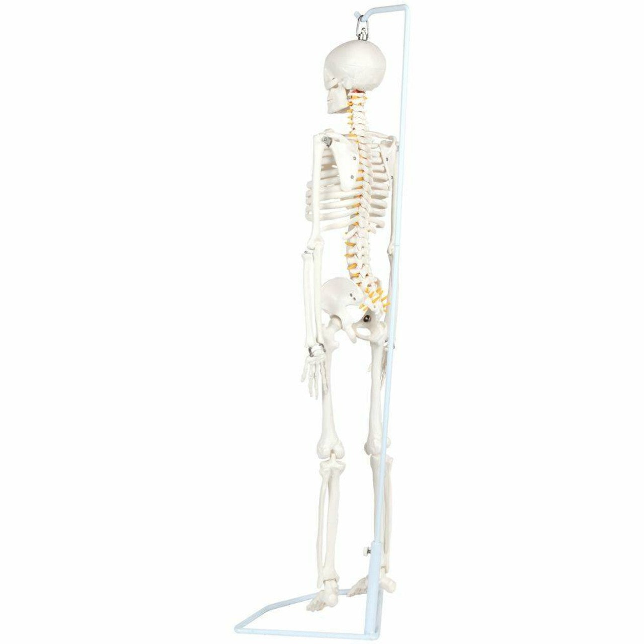 The Anatomy Lab-A-106772 Essential Flexible Mini 35" Skeleton, 1/ea