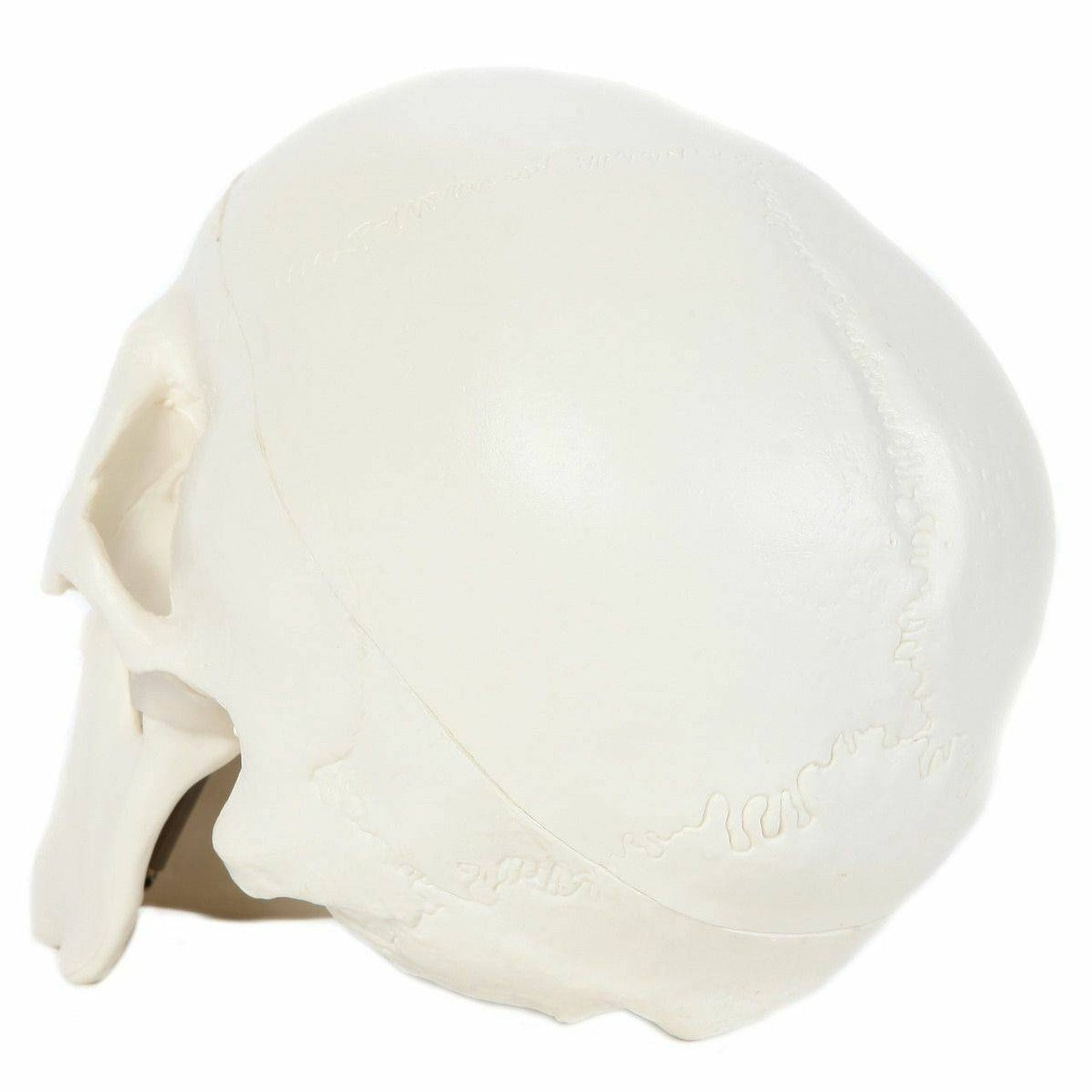 The Anatomy Lab-A-106653 Essential Life-Size Skull, 1/ea