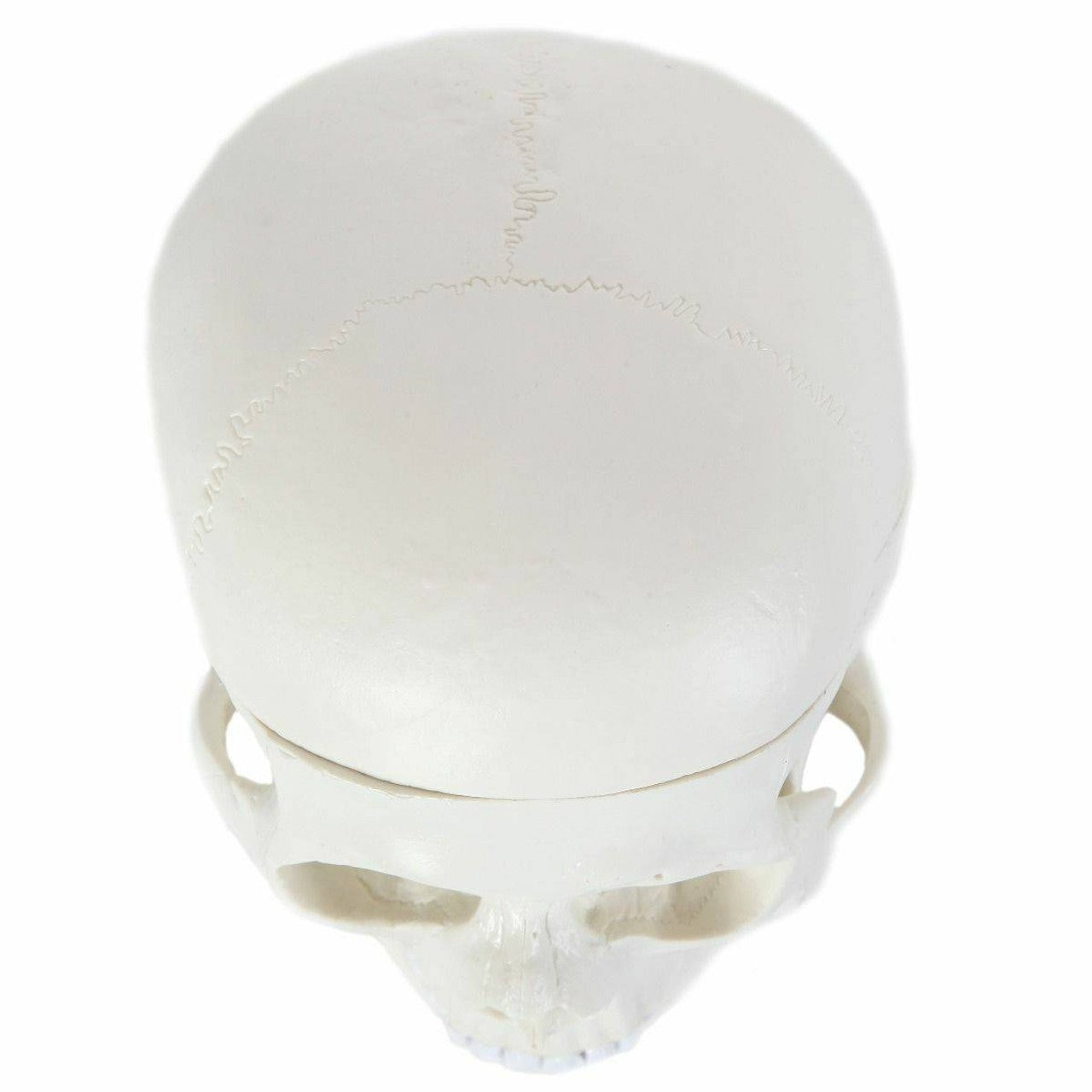 The Anatomy Lab-A-106653 Essential Life-Size Skull, 1/ea