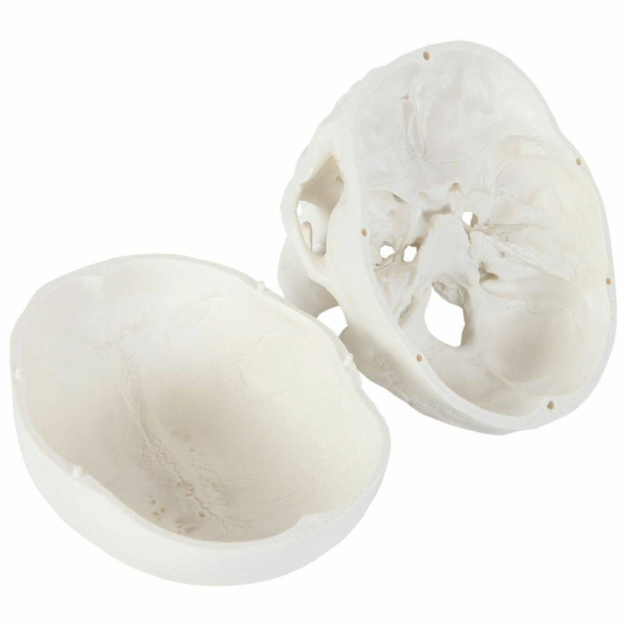 The Anatomy Lab-A-106653 Essential Life-Size Skull, 1/ea