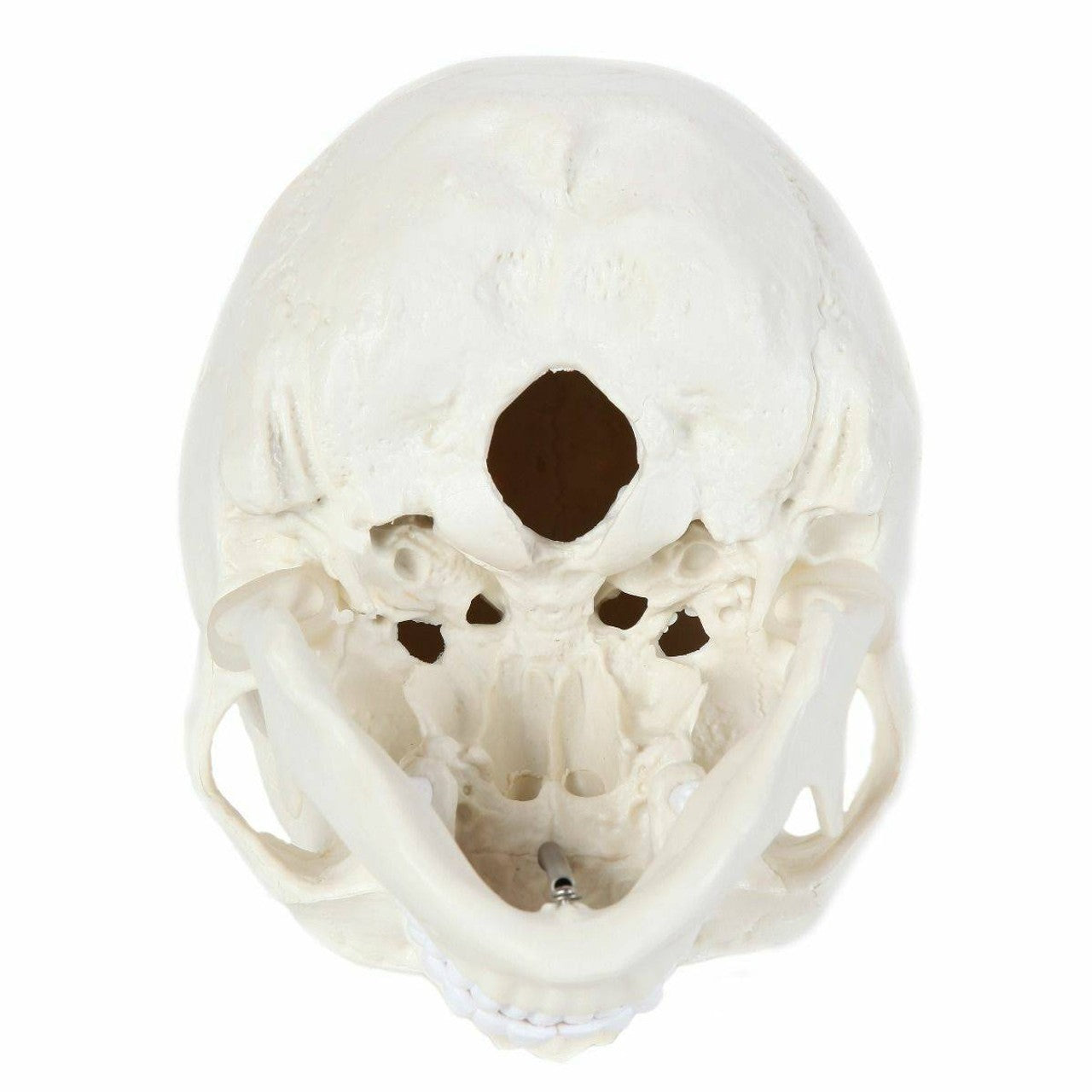 The Anatomy Lab-A-106653 Essential Life-Size Skull, 1/ea