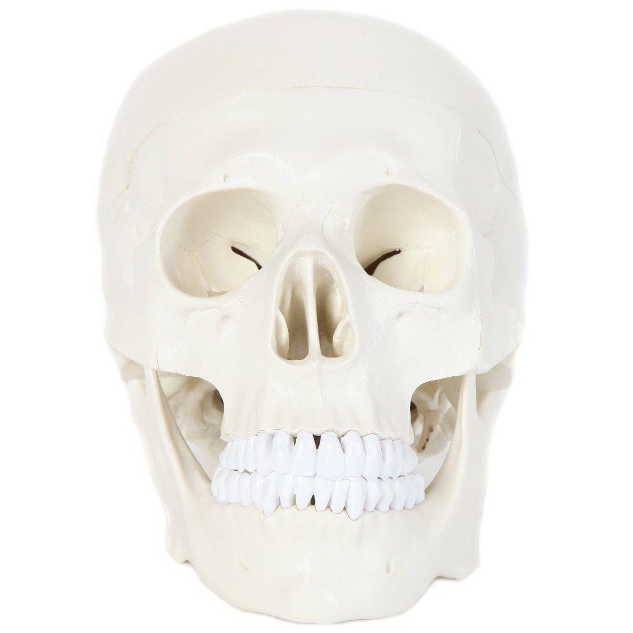The Anatomy Lab-A-106653 Essential Life-Size Skull, 1/ea