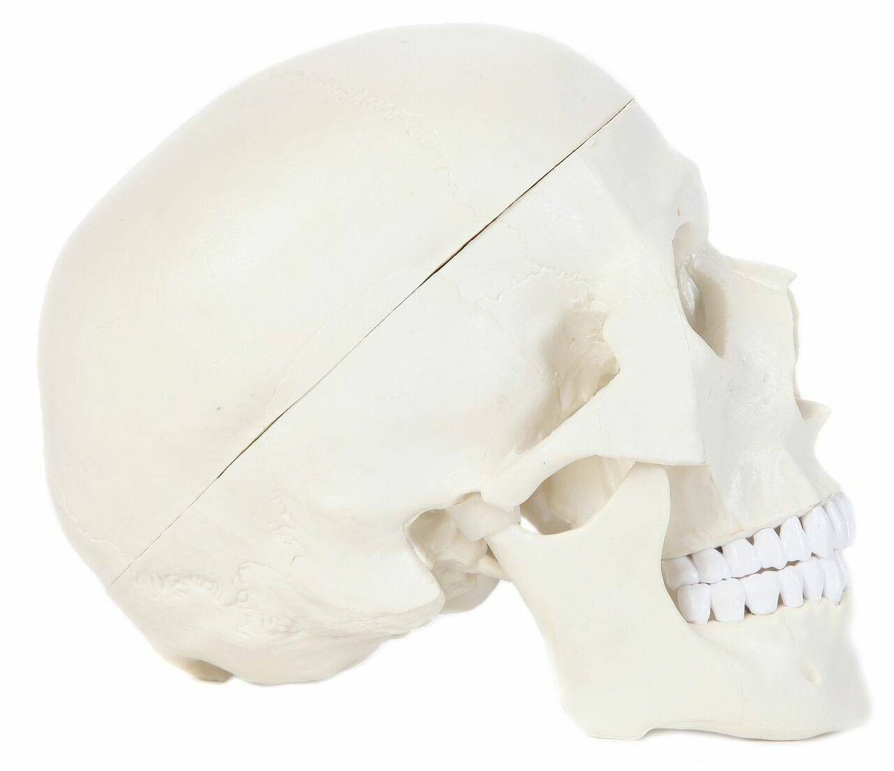 The Anatomy Lab-A-106653 Essential Life-Size Skull, 1/ea