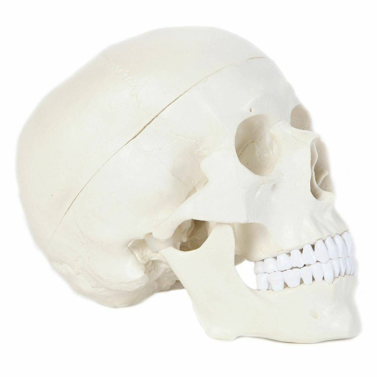The Anatomy Lab-A-106653 Essential Life-Size Skull, 1/ea