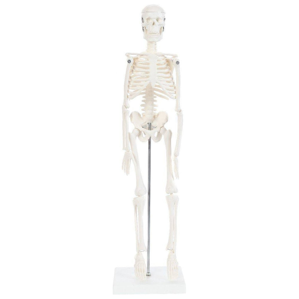 Anatomy Lab A-106654 Essential Micro 19″ Desktop Skeleton, 1/ea ...