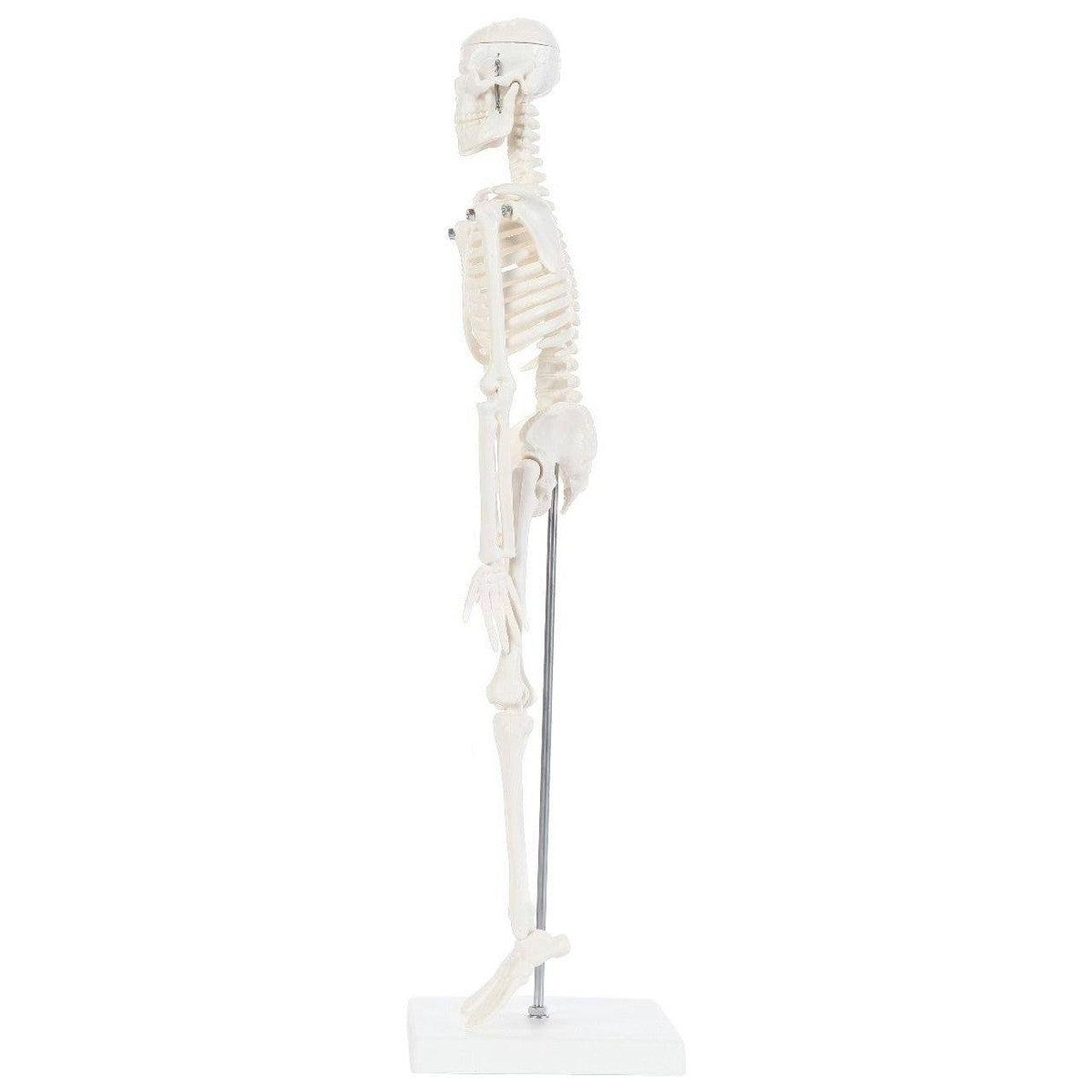 The Anatomy Lab-A-106654 Essential Micro 19" Desktop Skeleton