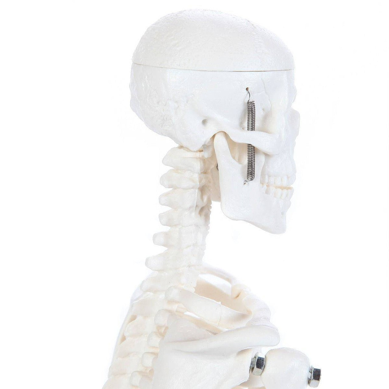 The Anatomy Lab-A-106654 Essential Micro 19" Desktop Skeleton