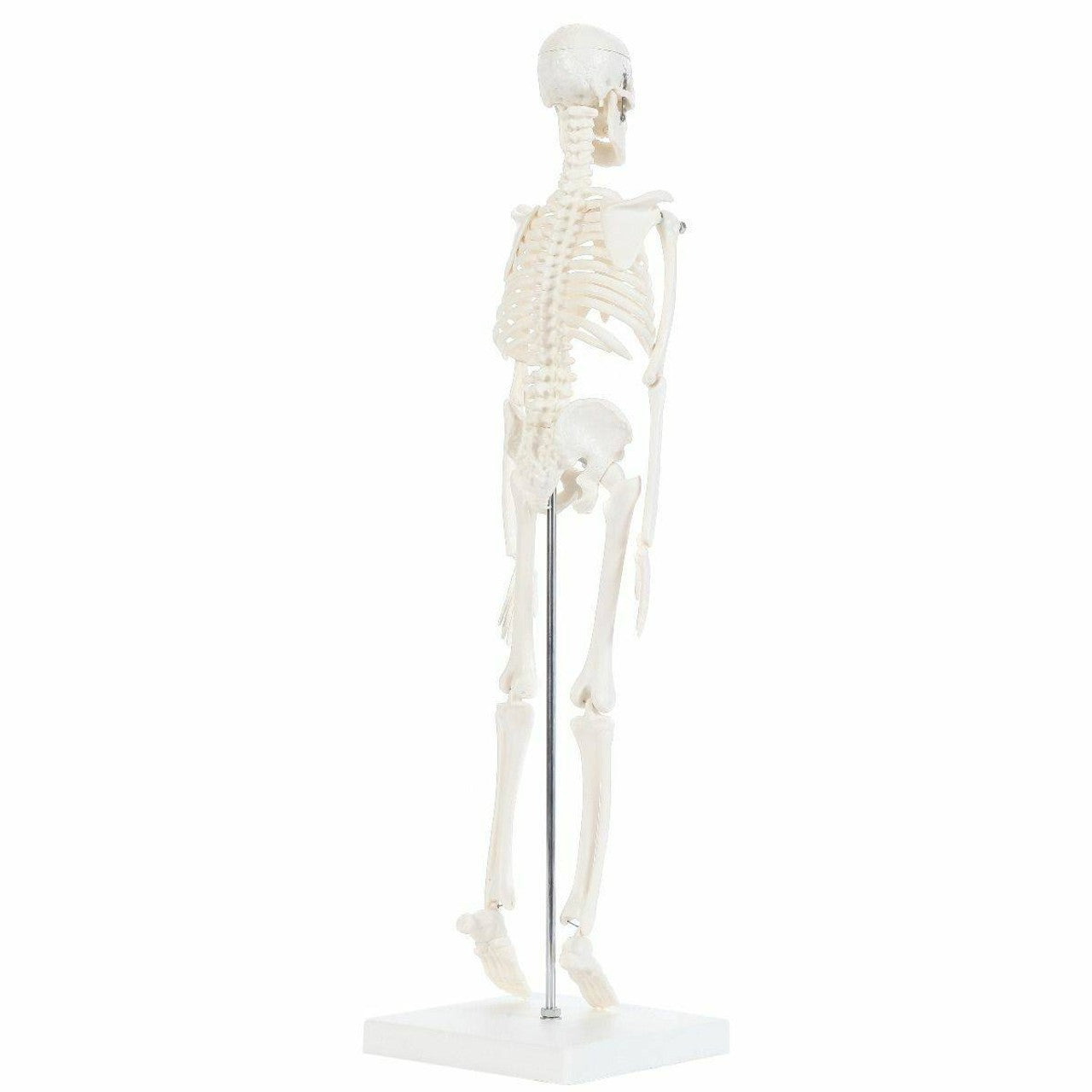 The Anatomy Lab-A-106654 Essential Micro 19" Desktop Skeleton