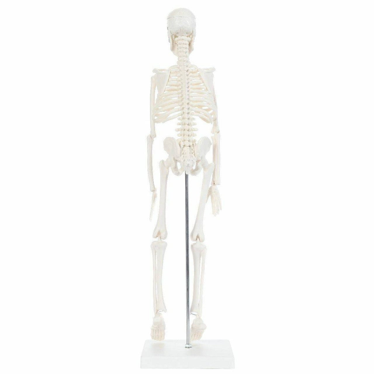 The Anatomy Lab-A-106654 Essential Micro 19" Desktop Skeleton