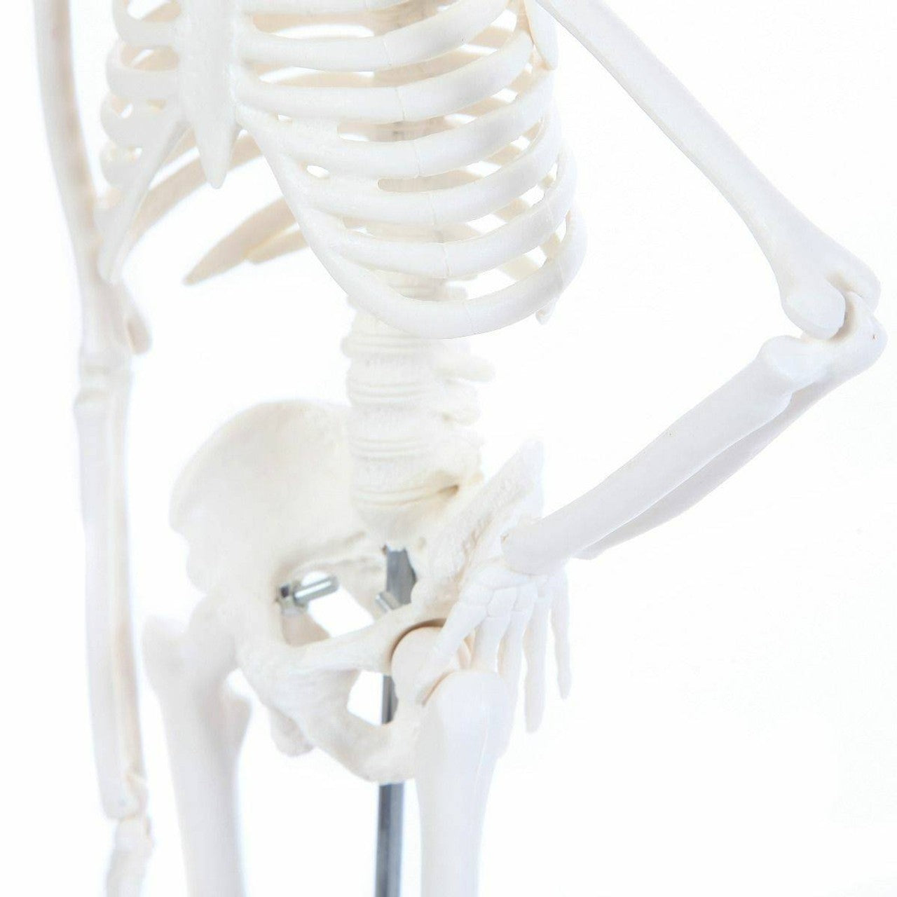 The Anatomy Lab-A-106654 Essential Micro 19" Desktop Skeleton