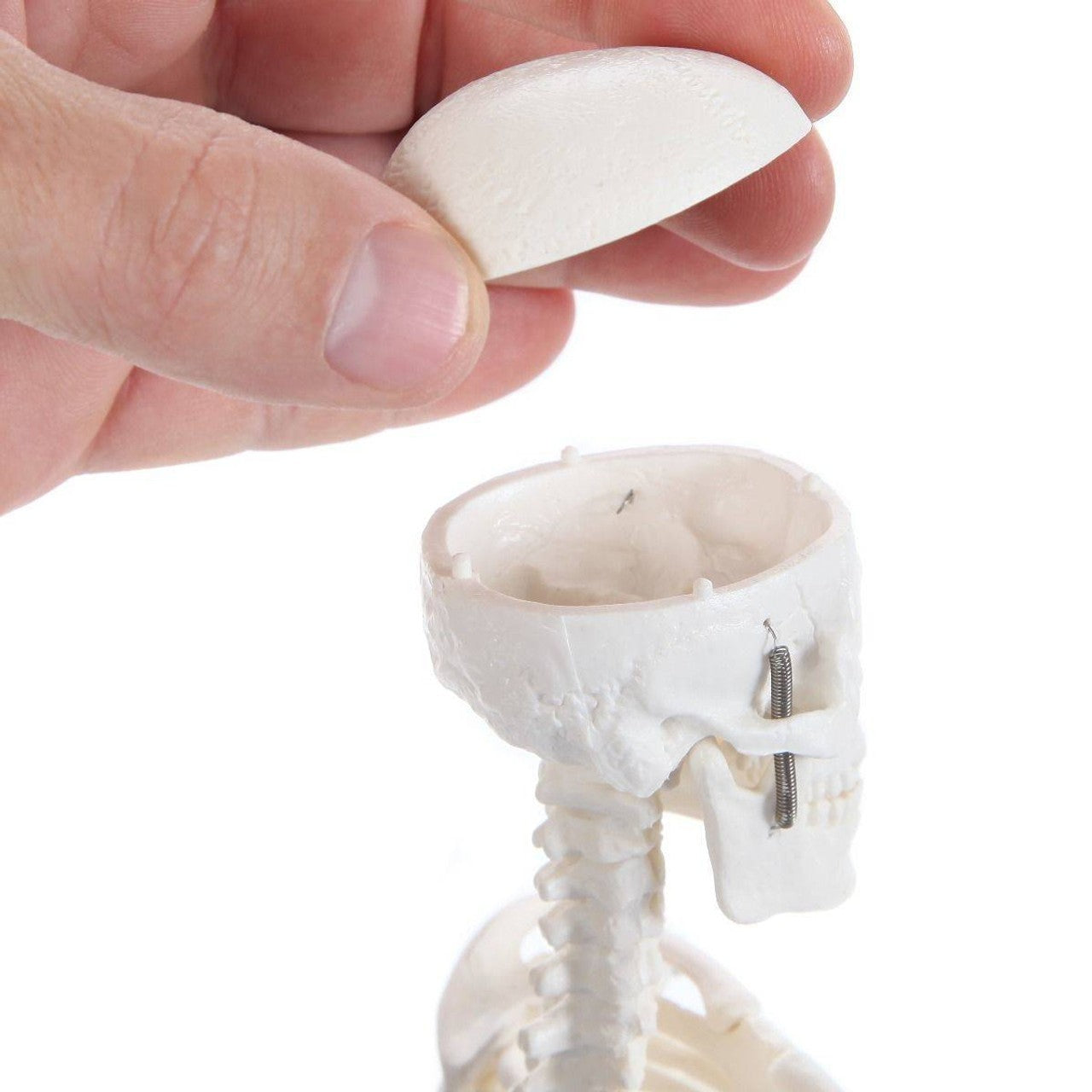 The Anatomy Lab-A-106654 Essential Micro 19" Desktop Skeleton