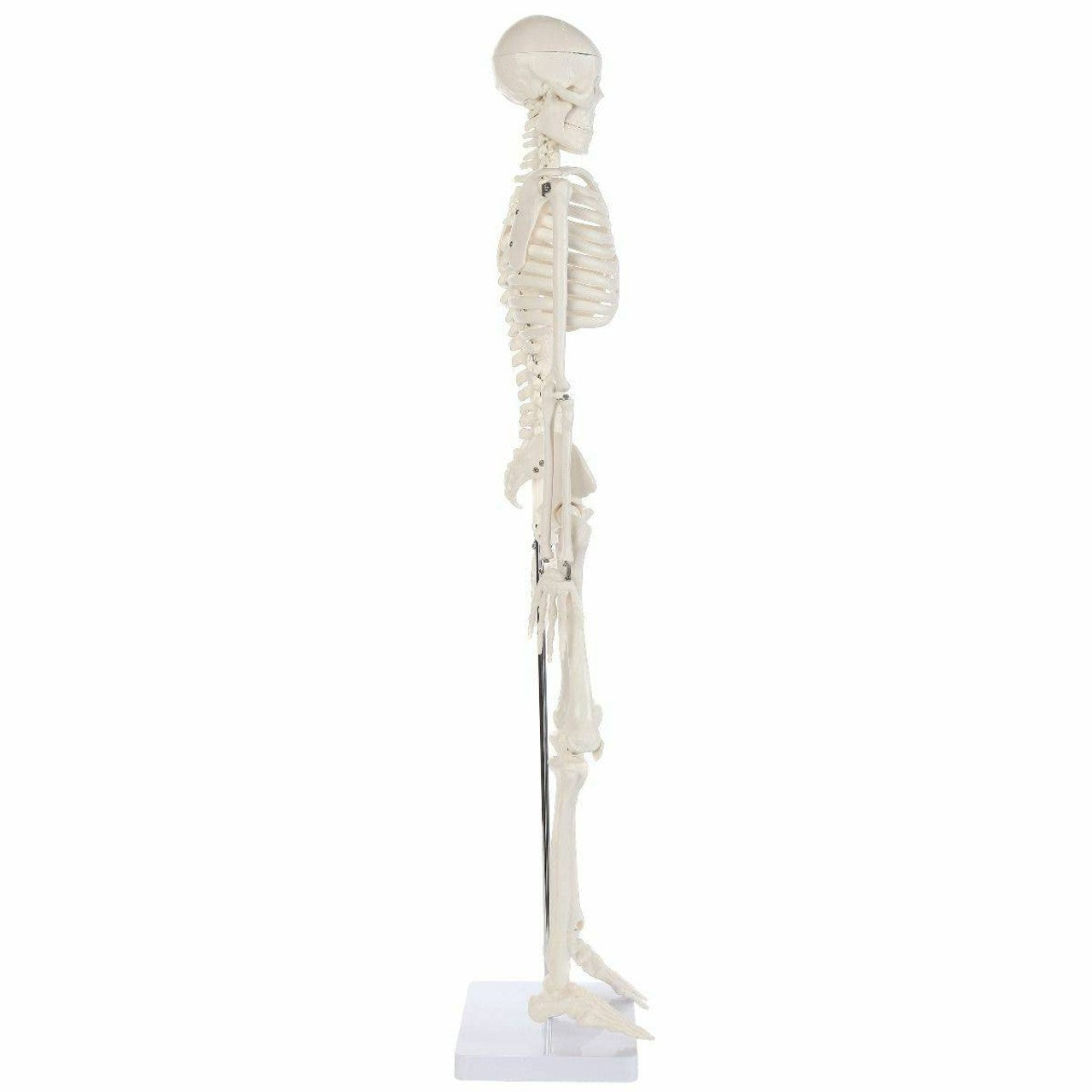 The Anatomy Lab-A-106652 Essential Mini 35" Skeleton, 1/ea