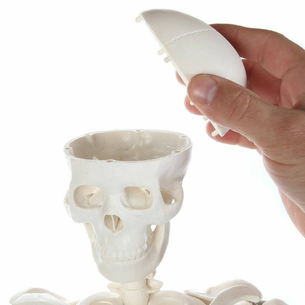 The Anatomy Lab-A-106652 Essential Mini 35" Skeleton, 1/ea