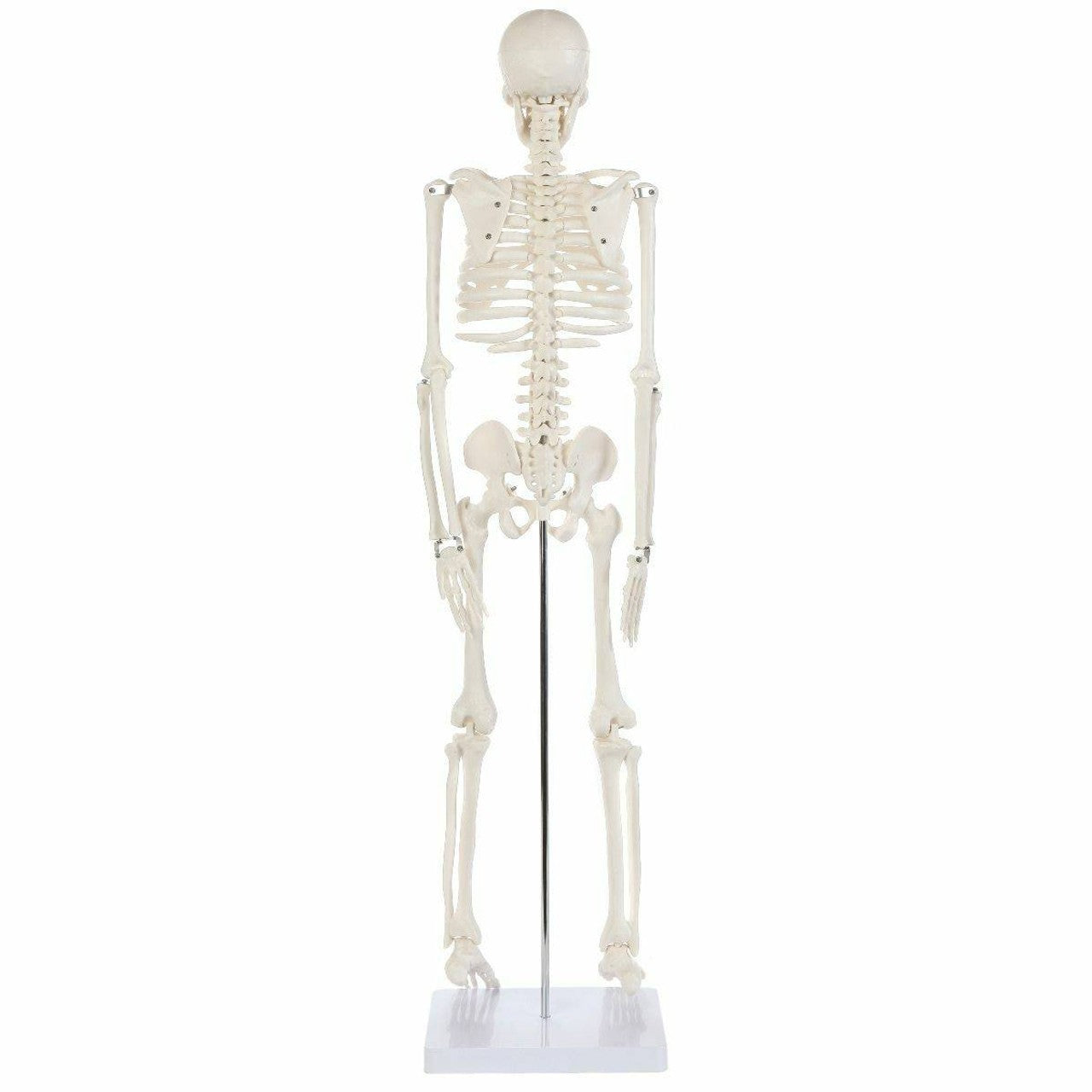 The Anatomy Lab-A-106652 Essential Mini 35" Skeleton, 1/ea
