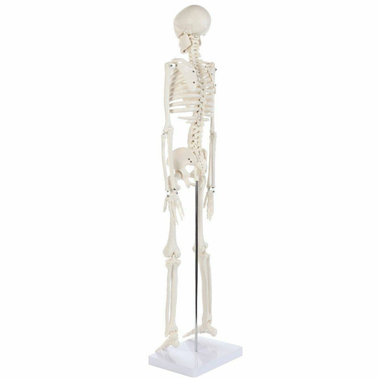 The Anatomy Lab-A-106652 Essential Mini 35" Skeleton, 1/ea