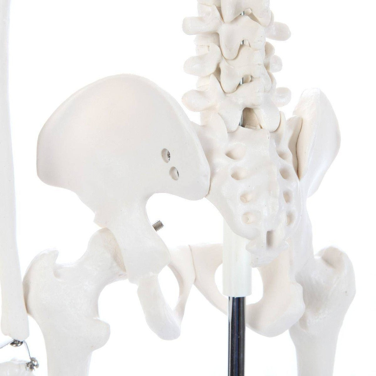 The Anatomy Lab-A-106652 Essential Mini 35" Skeleton, 1/ea