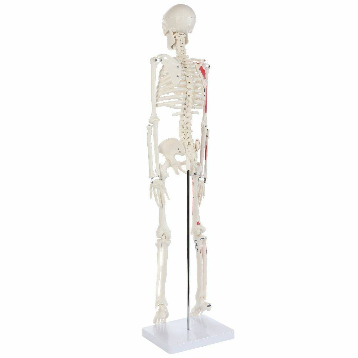 The Anatomy Lab-A-106651 Essential Painted Mini 35" Skeleton