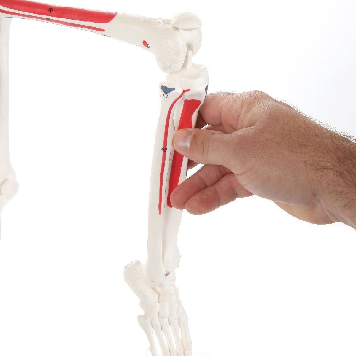 The Anatomy Lab-A-106651 Essential Painted Mini 35" Skeleton