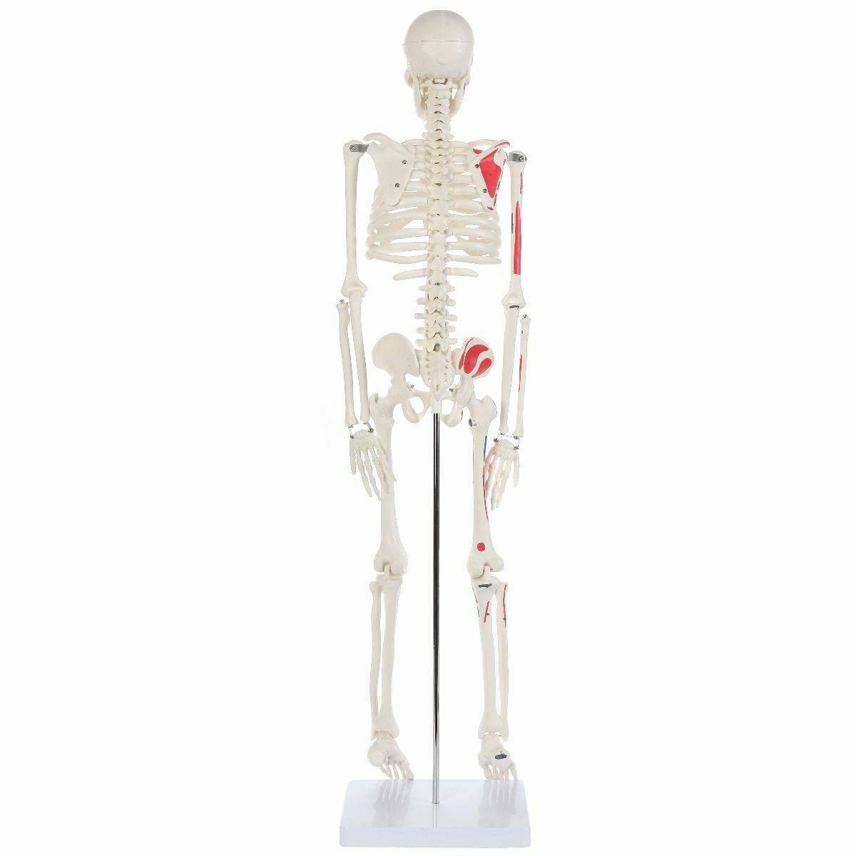The Anatomy Lab-A-106651 Essential Painted Mini 35" Skeleton