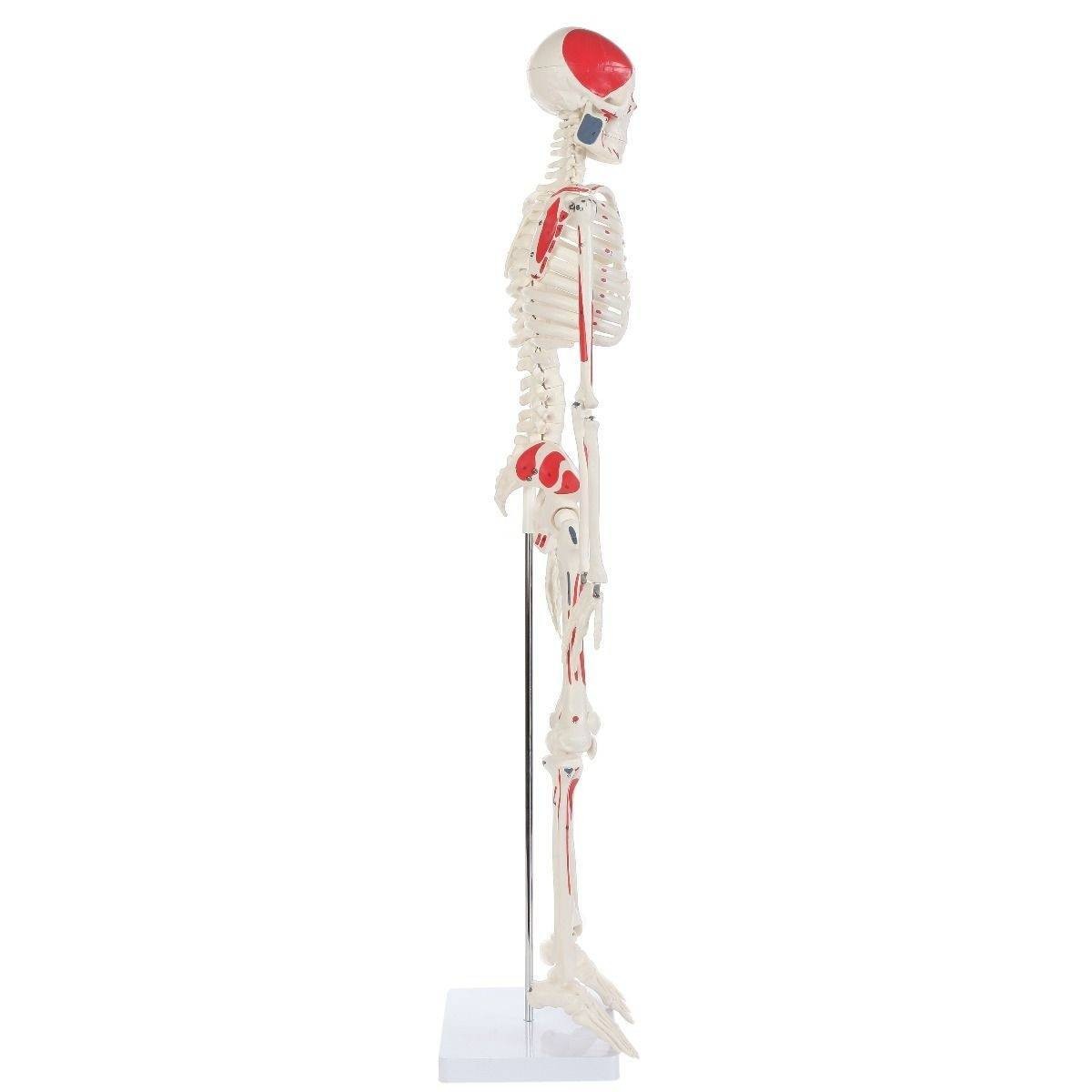 The Anatomy Lab-A-106651 Essential Painted Mini 35" Skeleton