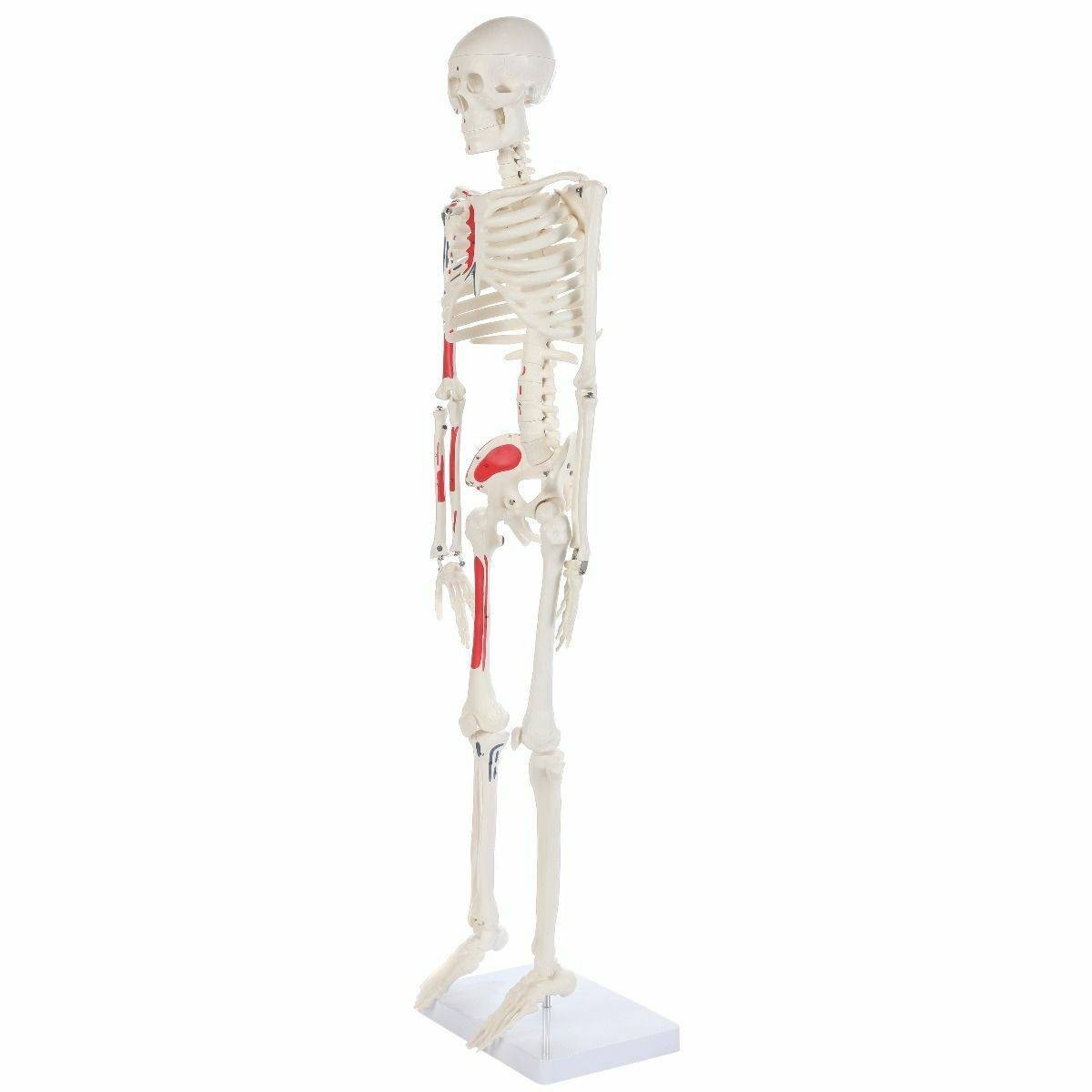 The Anatomy Lab-A-106651 Essential Painted Mini 35" Skeleton