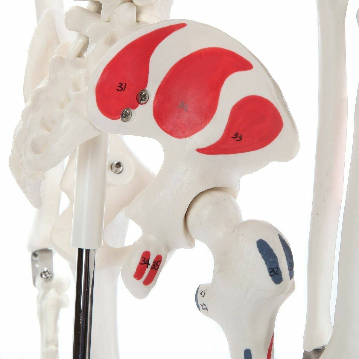 The Anatomy Lab-A-106651 Essential Painted Mini 35" Skeleton