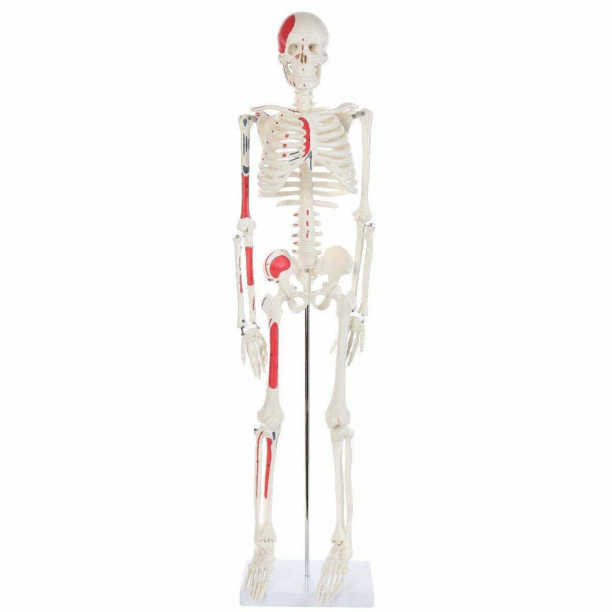 The Anatomy Lab-A-106651 Essential Painted Mini 35" Skeleton