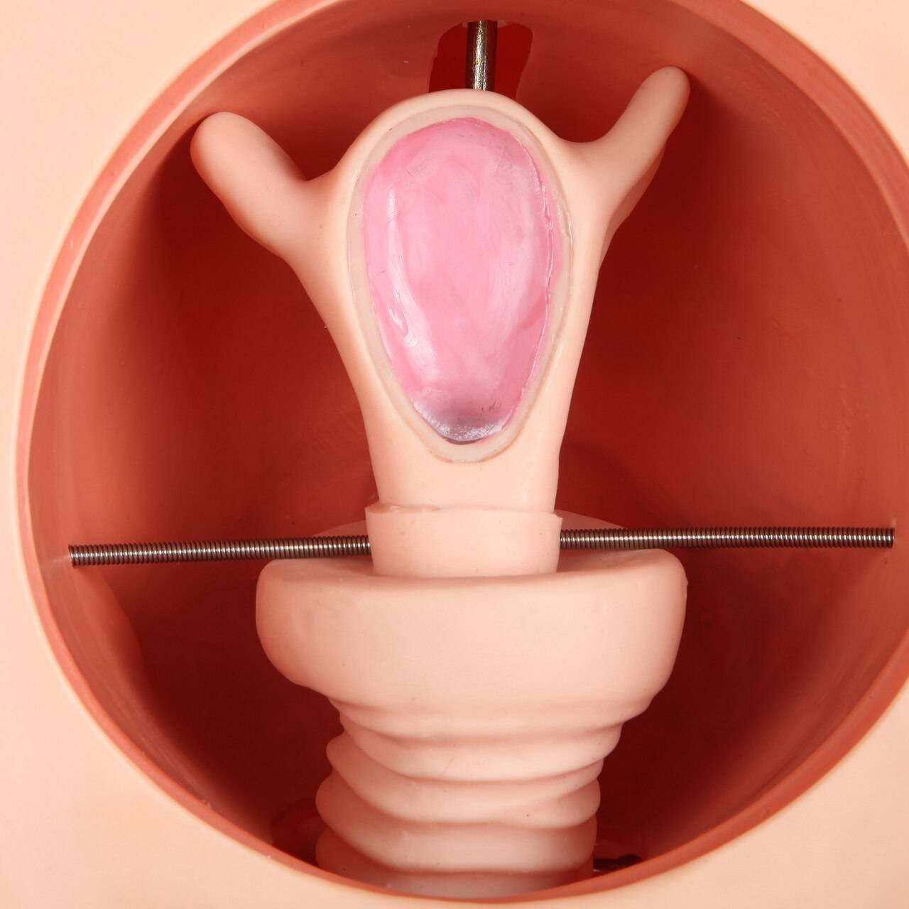 The Anatomy Lab-A-108505 Female Contraception Model, 1/ea