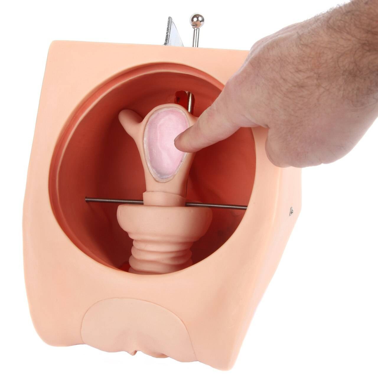 The Anatomy Lab-A-108505 Female Contraception Model, 1/ea