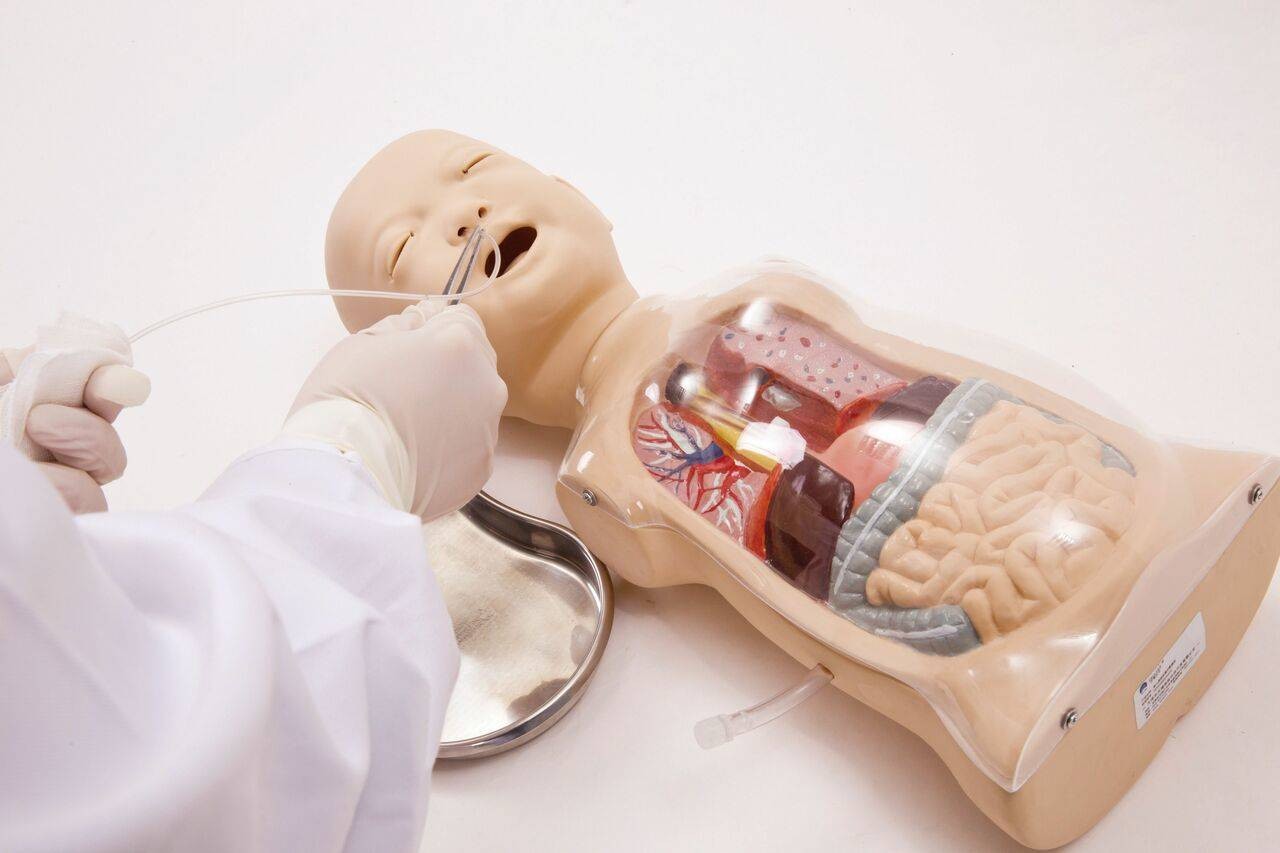 The Anatomy Lab Infant Transparent Lavage Model | A-106753 Infant ...