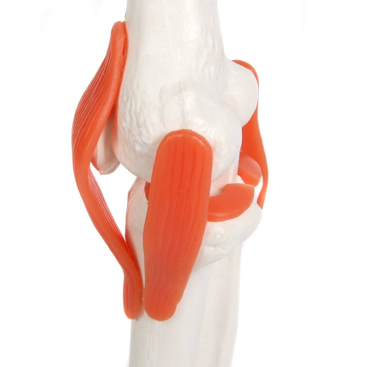 The Anatomy Lab-A-109189 Miniature Human Skeleton Anatomy Model with Ligaments, Insertion Points and Flexible Vertebral Column