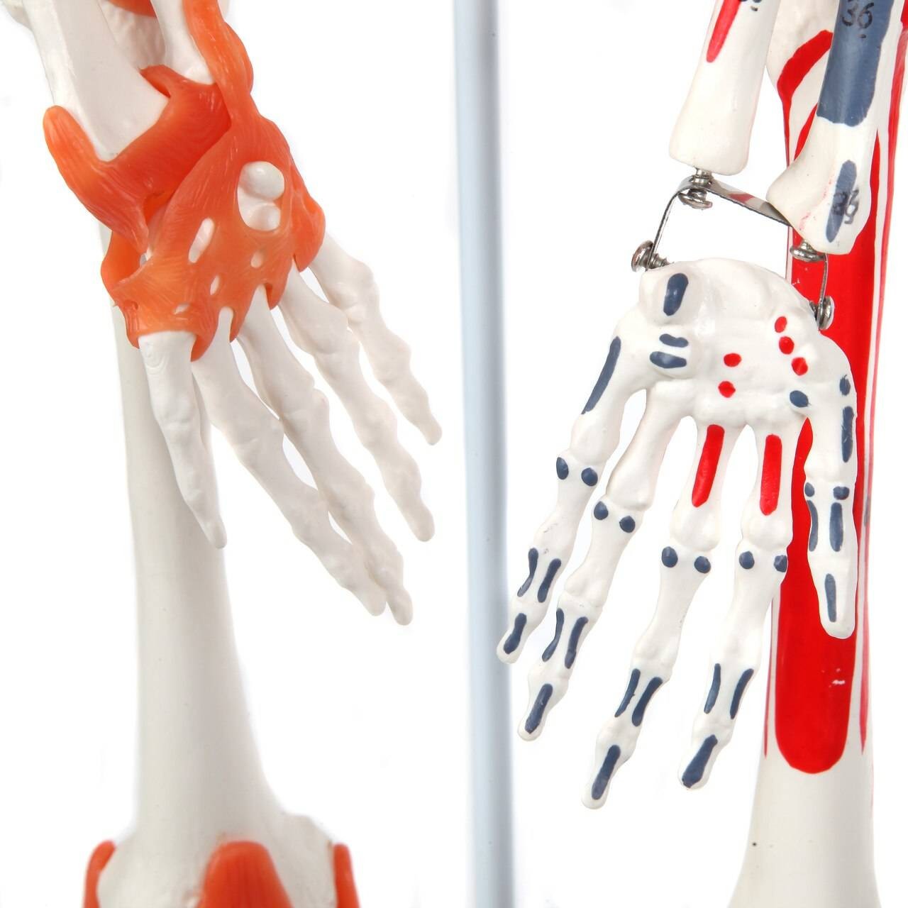 The Anatomy Lab-A-109189 Miniature Human Skeleton Anatomy Model with Ligaments, Insertion Points and Flexible Vertebral Column