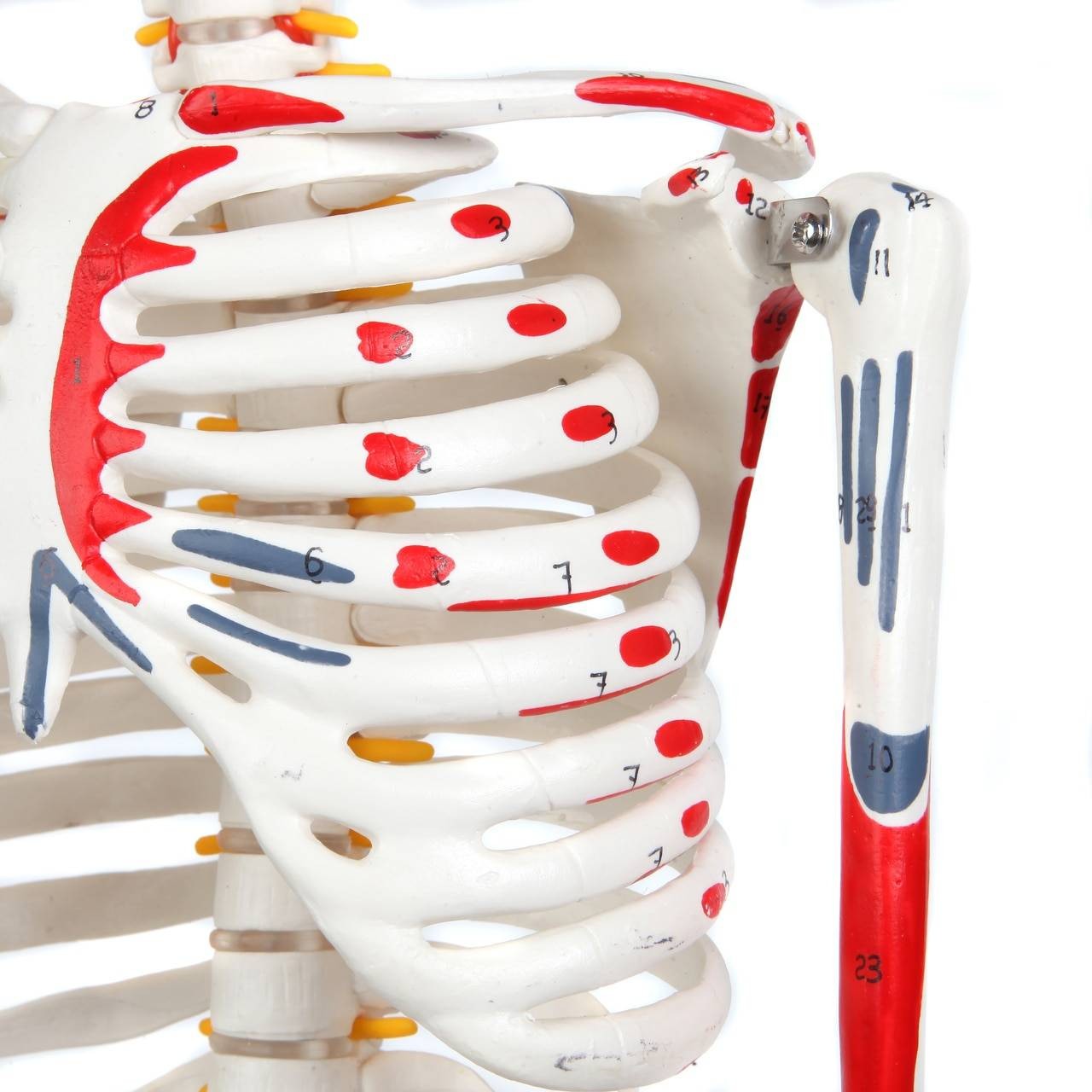 The Anatomy Lab-A-109189 Miniature Human Skeleton Anatomy Model with Ligaments, Insertion Points and Flexible Vertebral Column