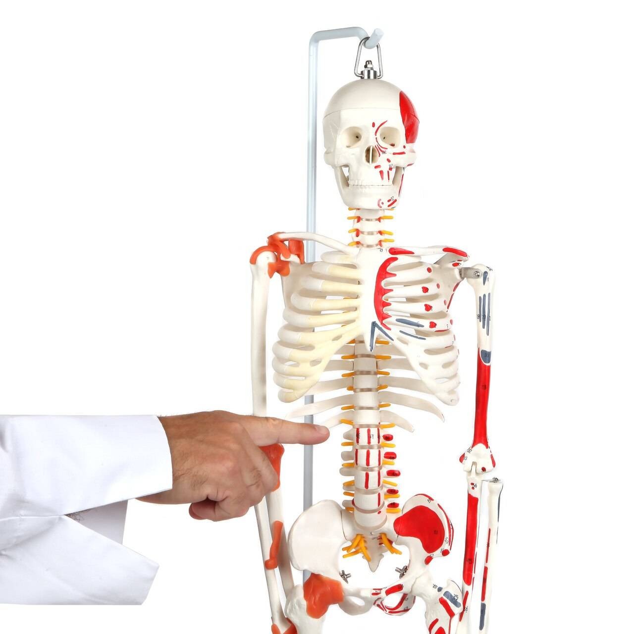 The Anatomy Lab-A-109189 Miniature Human Skeleton Anatomy Model with Ligaments, Insertion Points and Flexible Vertebral Column