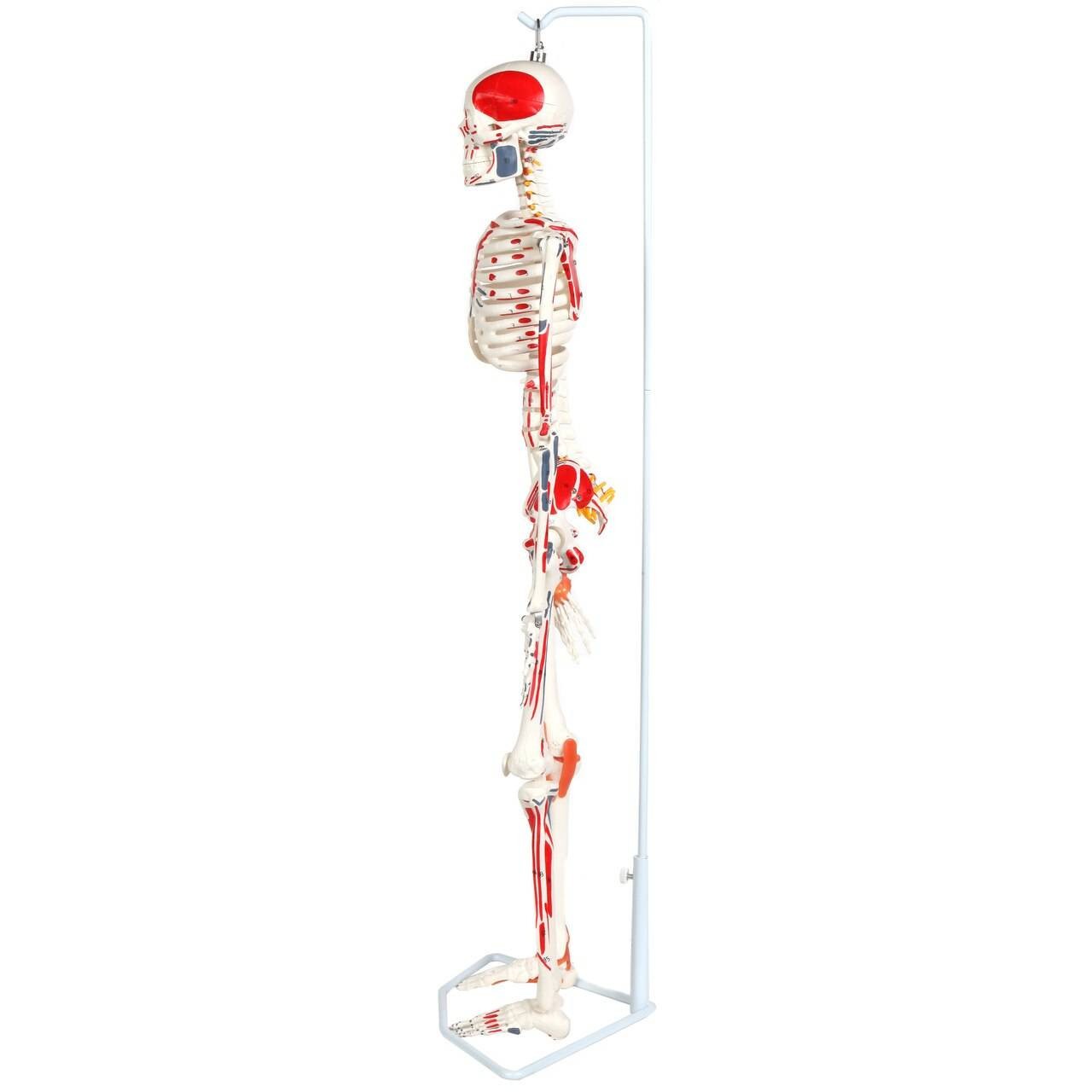 The Anatomy Lab-A-109189 Miniature Human Skeleton Anatomy Model with Ligaments, Insertion Points and Flexible Vertebral Column