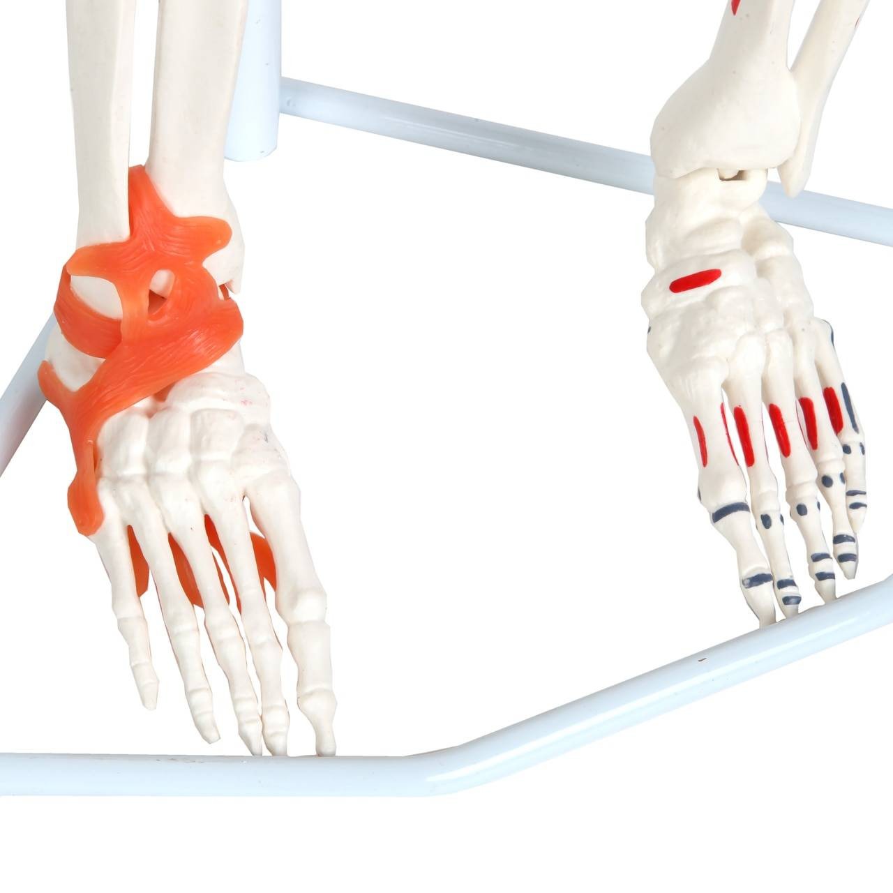 The Anatomy Lab-A-109189 Miniature Human Skeleton Anatomy Model with Ligaments, Insertion Points and Flexible Vertebral Column