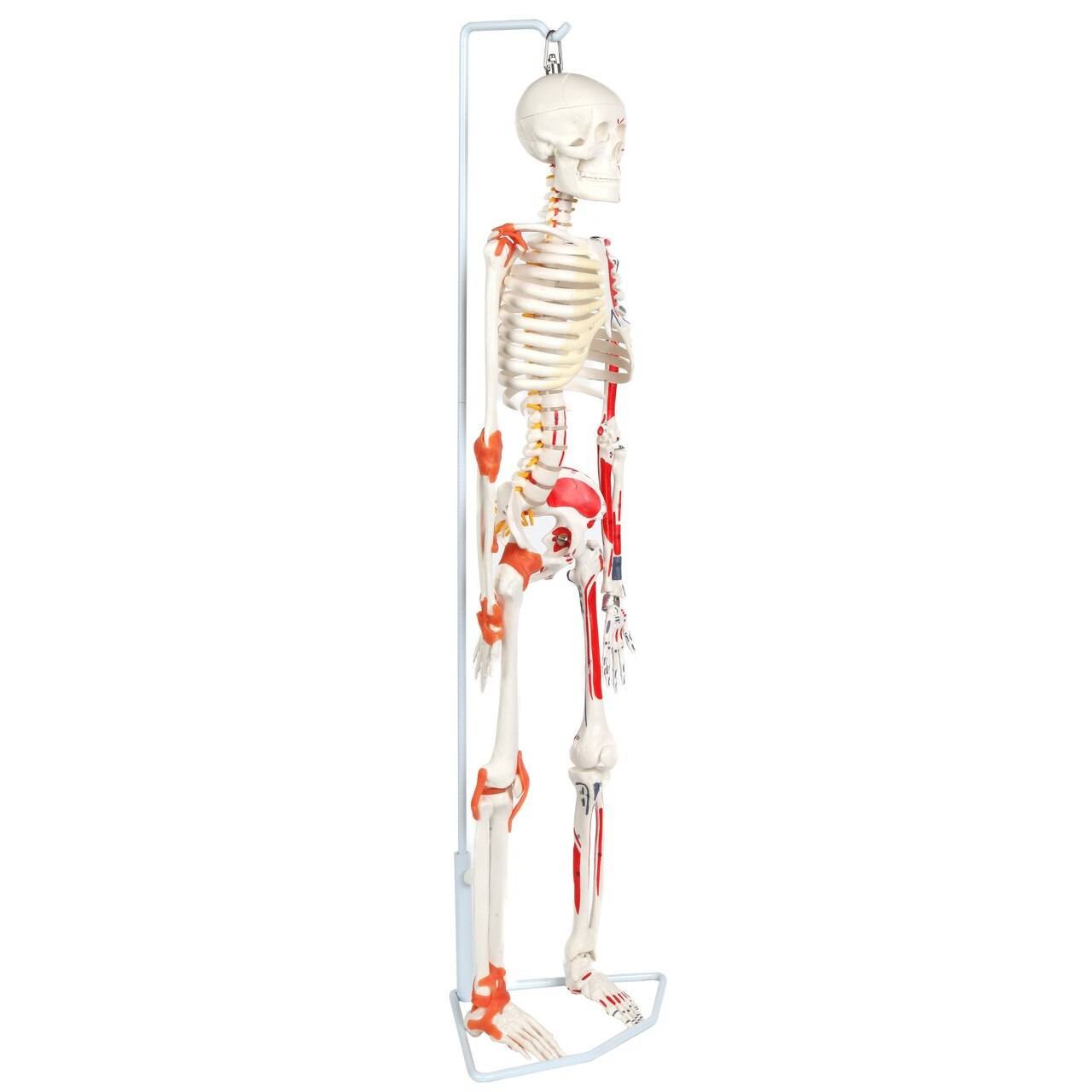 The Anatomy Lab-A-109189 Miniature Human Skeleton Anatomy Model with Ligaments, Insertion Points and Flexible Vertebral Column