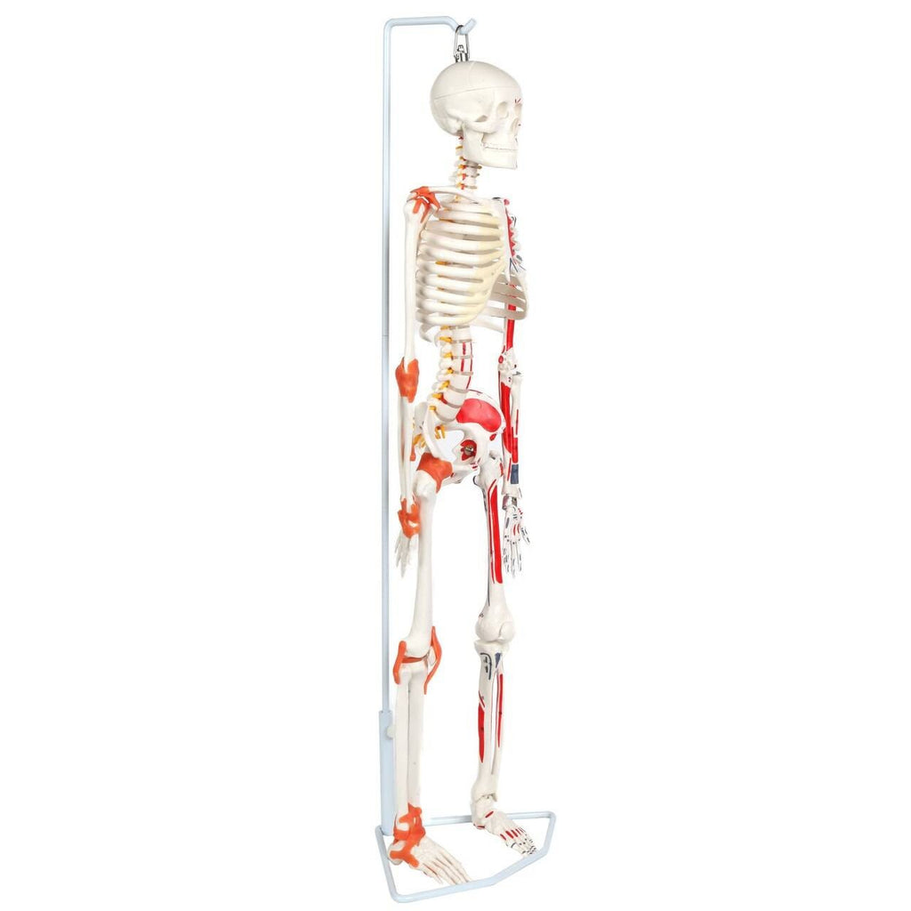 Complete Lab Skeleton Anatomy Lab A‑109189 Miniature Human Skeleton Model with Ligaments ...