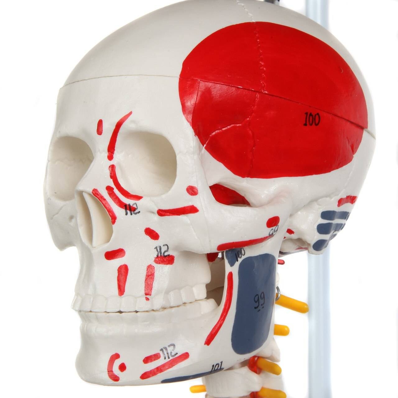 The Anatomy Lab-A-109189 Miniature Human Skeleton Anatomy Model with Ligaments, Insertion Points and Flexible Vertebral Column