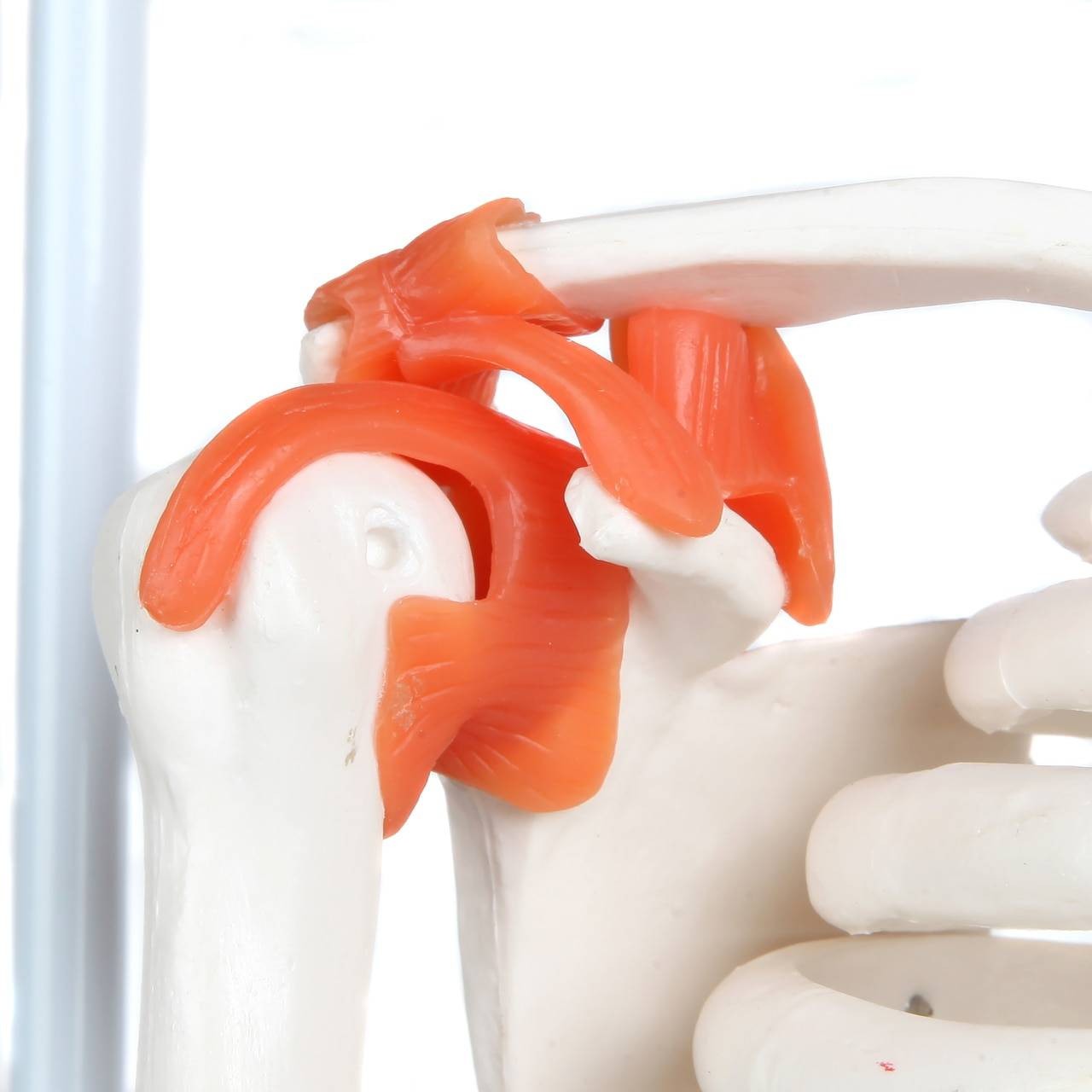 The Anatomy Lab-A-109189 Miniature Human Skeleton Anatomy Model with Ligaments, Insertion Points and Flexible Vertebral Column