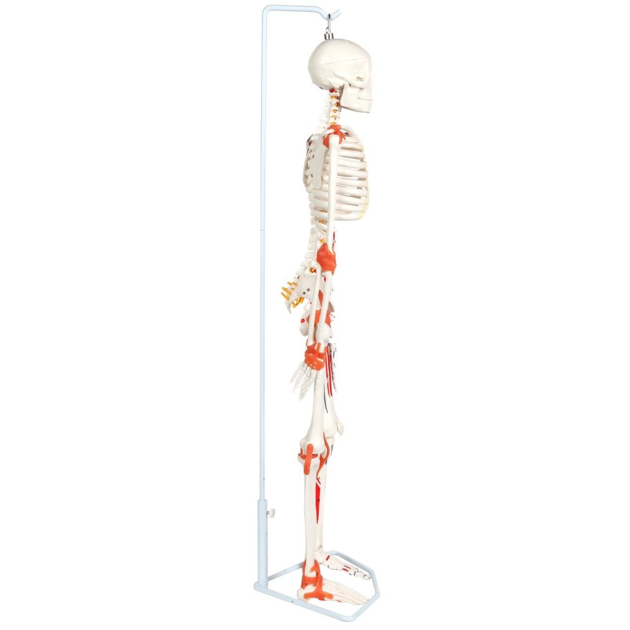 The Anatomy Lab-A-109189 Miniature Human Skeleton Anatomy Model with Ligaments, Insertion Points and Flexible Vertebral Column
