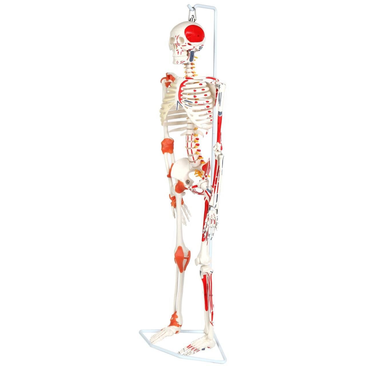 The Anatomy Lab-A-109189 Miniature Human Skeleton Anatomy Model with Ligaments, Insertion Points and Flexible Vertebral Column