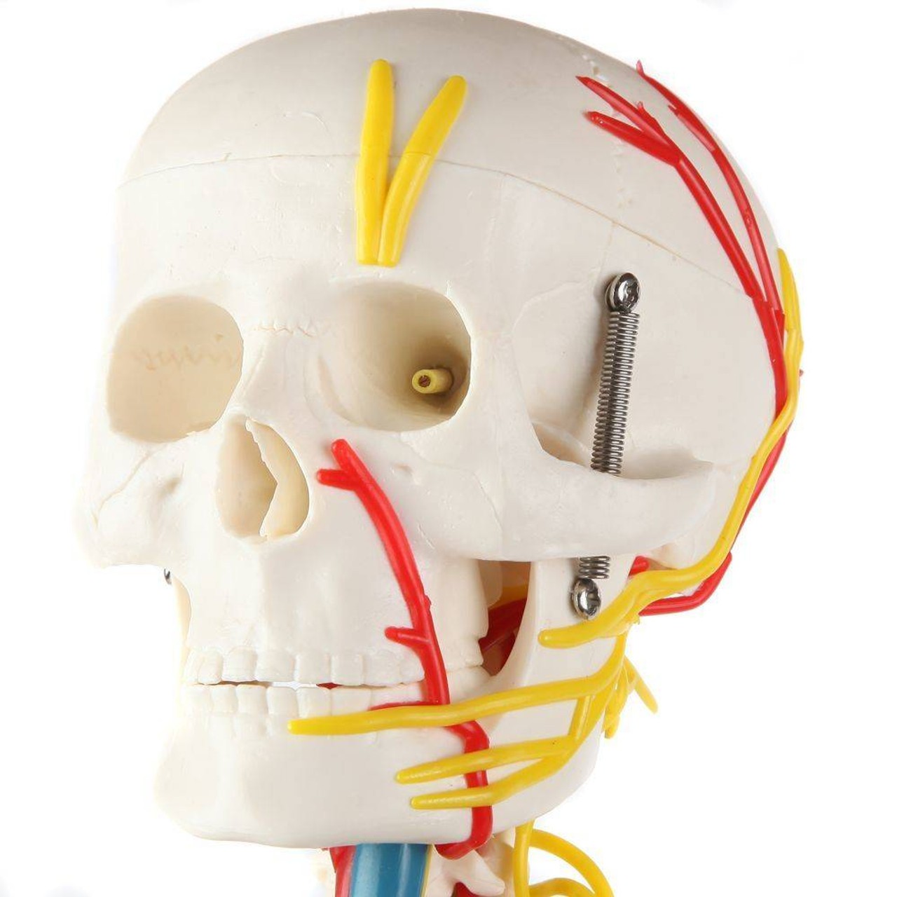 The Anatomy Lab-A-108319 Miniature 35" Skeleton with Nerves, Veins and Arteries, 1/ea