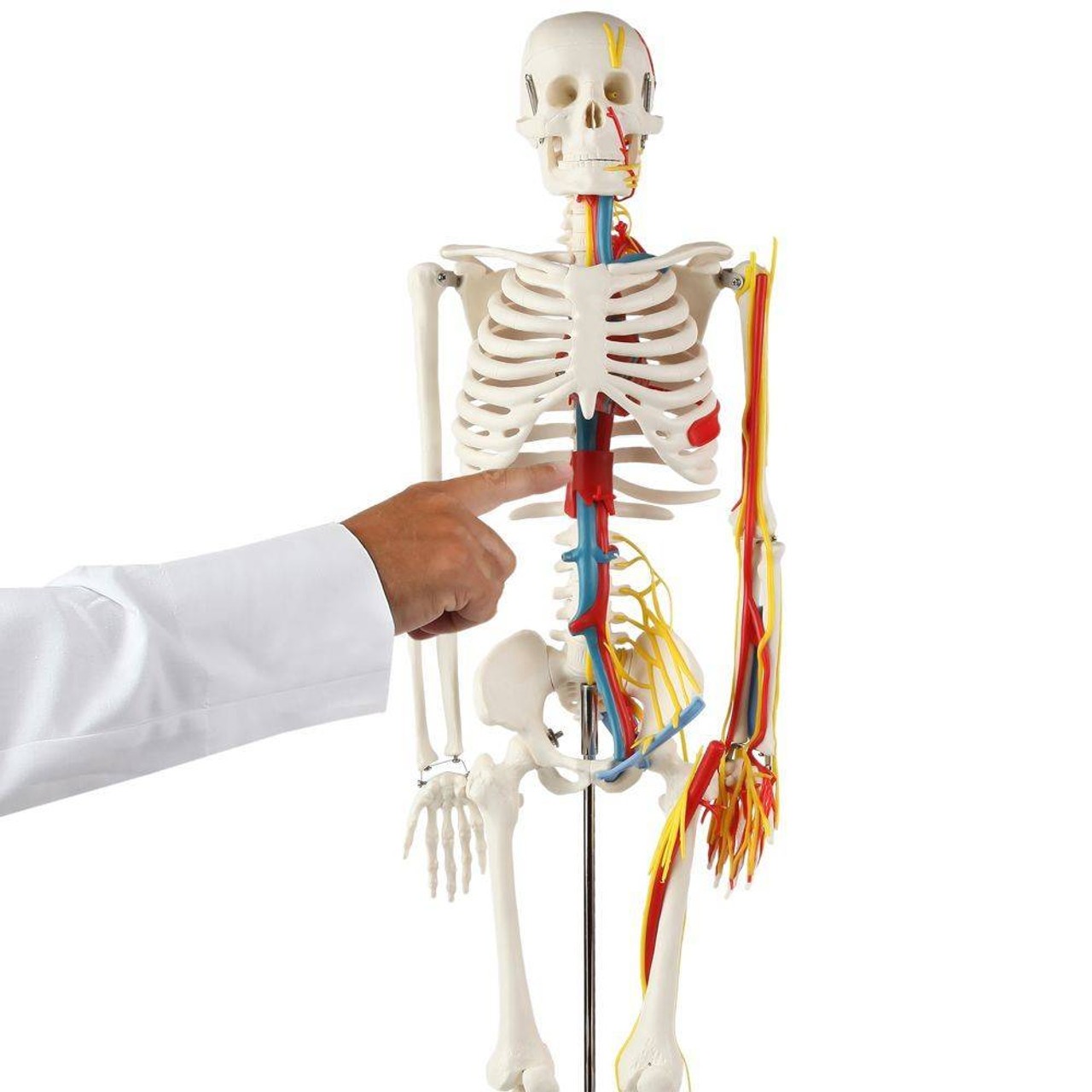 The Anatomy Lab-A-108319 Miniature 35" Skeleton with Nerves, Veins and Arteries, 1/ea